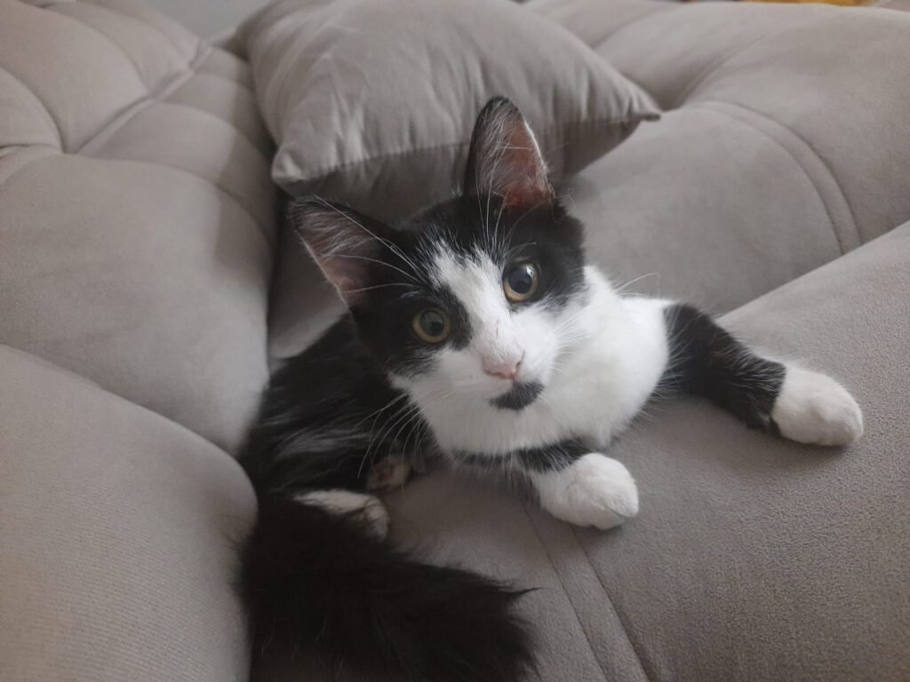 Gata preta e branca deitada no sofá, olhando diretamente para a câmera.