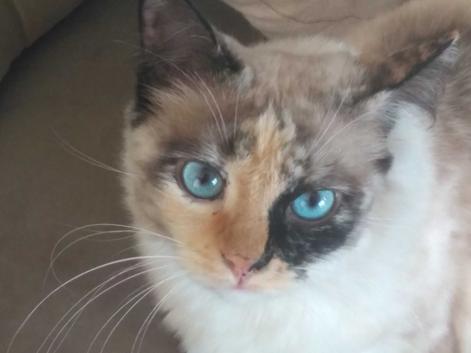 Gata de pelagem clara com manchas escuras e olhos azuis em destaque.
