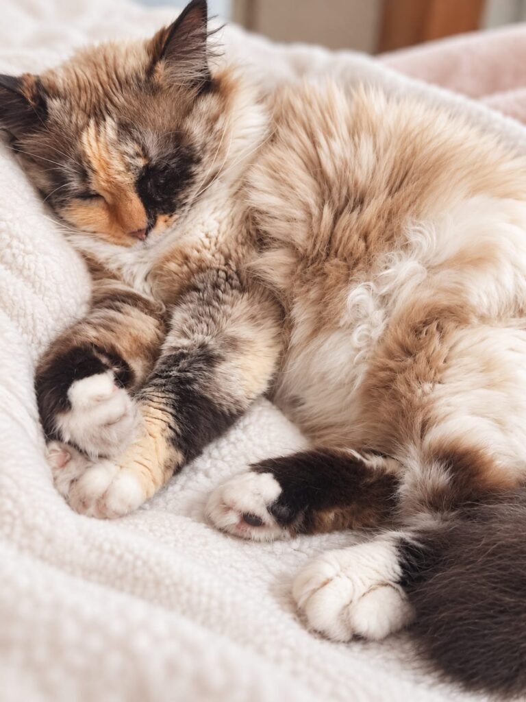 Gato dormindo na cama